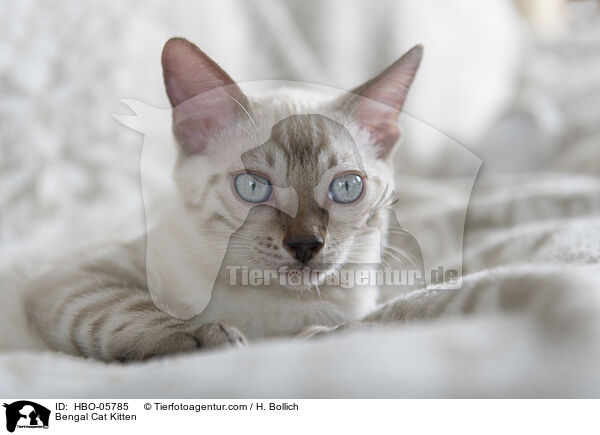 Bengal Cat Kitten / HBO-05785