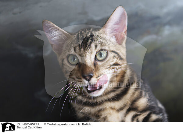 Bengal Cat Kitten / HBO-05789