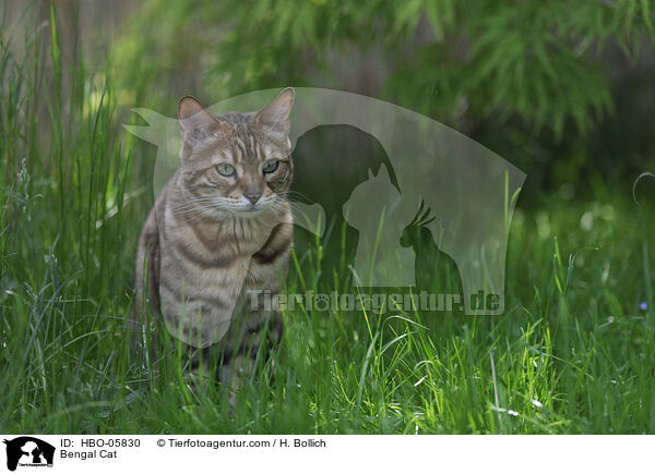 Bengal Katze / Bengal Cat / HBO-05830
