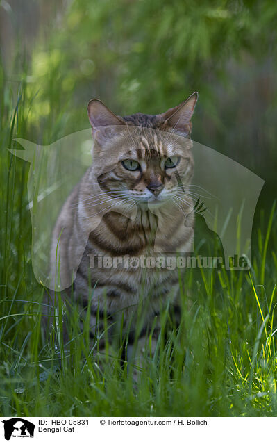 Bengal Katze / Bengal Cat / HBO-05831