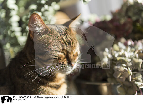 Bengal Cat / HBO-05955