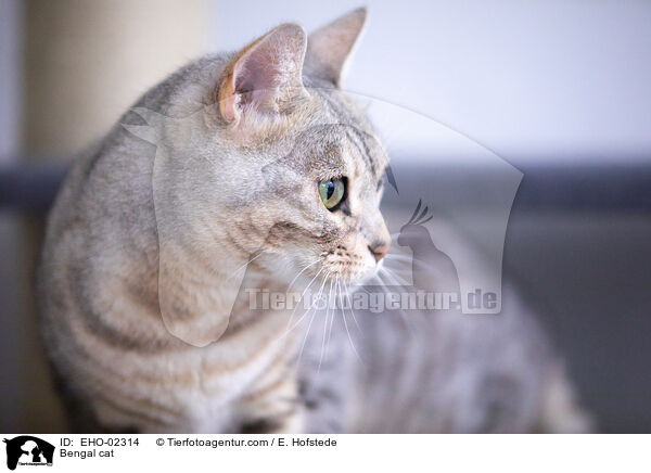 Bengal-Katze / Bengal cat / EHO-02314