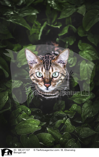Bengal cat / BE-01137