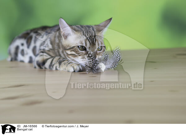 Bengal-Katze / Bengal cat / JM-16566