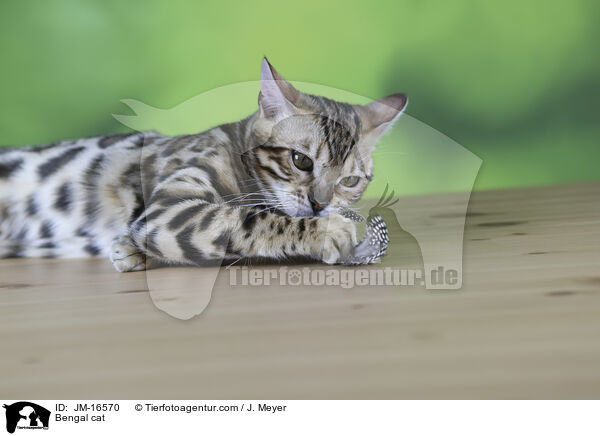 Bengal-Katze / Bengal cat / JM-16570