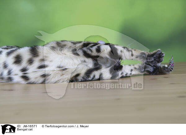 Bengal cat / JM-16571