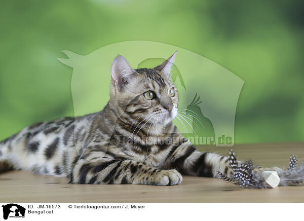 Bengal-Katze / Bengal cat / JM-16573