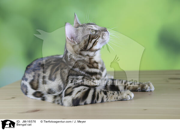 Bengal cat / JM-16576