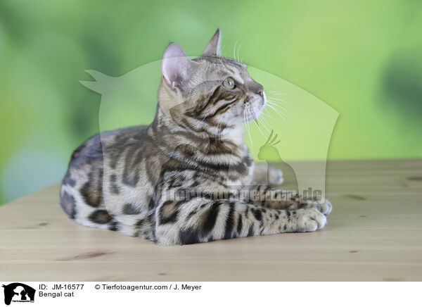 Bengal cat / JM-16577