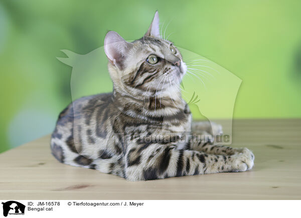 Bengal cat / JM-16578