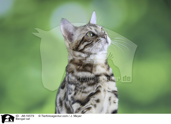 Bengal-Katze / Bengal cat / JM-16579