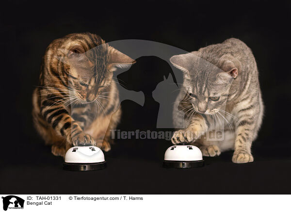 Bengal Cat / TAH-01331
