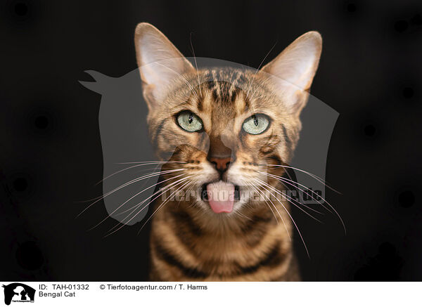 Bengal Cat / TAH-01332