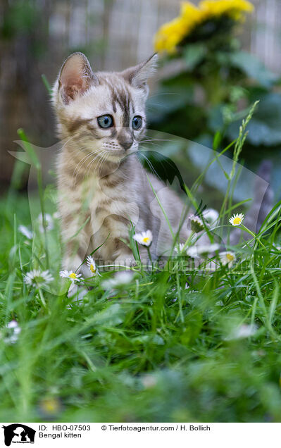Bengal Ktzchen / Bengal kitten / HBO-07503