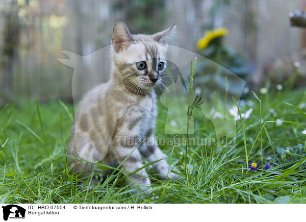 Bengal Ktzchen / Bengal kitten / HBO-07504