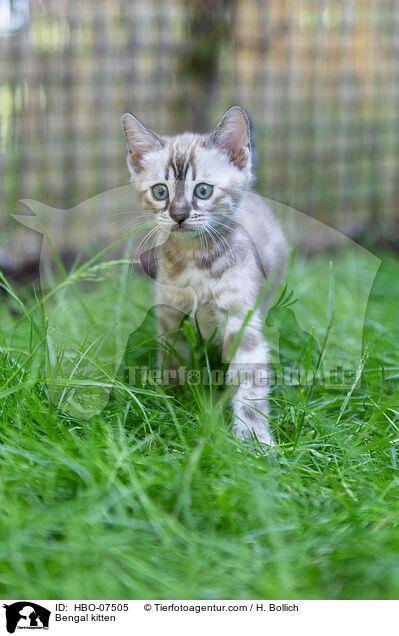 Bengal Ktzchen / Bengal kitten / HBO-07505