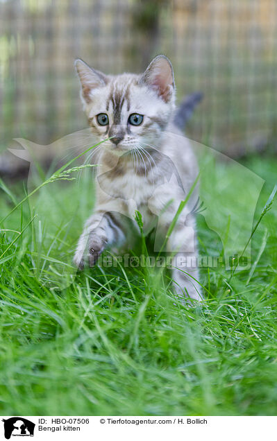 Bengal Ktzchen / Bengal kitten / HBO-07506