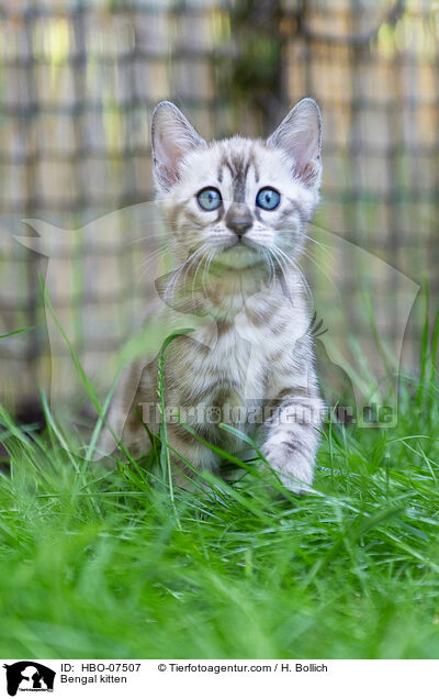 Bengal Ktzchen / Bengal kitten / HBO-07507