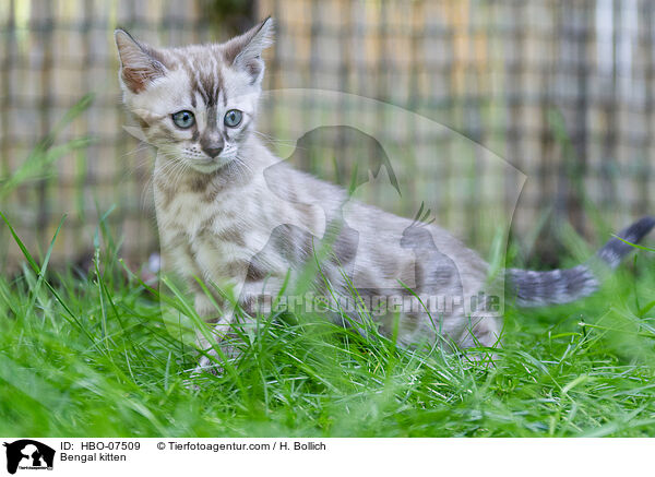 Bengal Ktzchen / Bengal kitten / HBO-07509
