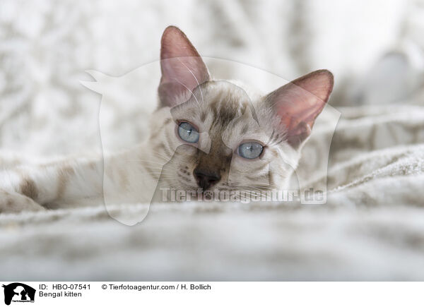 Bengal kitten / HBO-07541