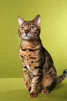 Bengal cat