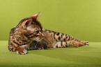 Bengal cat