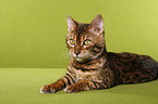 Bengal cat