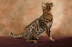 Bengal cat