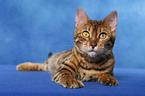 Bengal cat