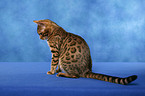 Bengal cat