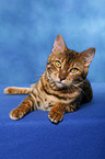 Bengal cat