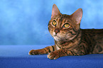 Bengal cat