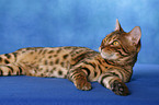 Bengal cat