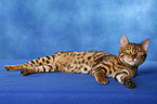 Bengal cat