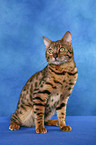 Bengal cat