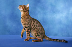 Bengal cat