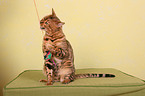 playing Bengal cat