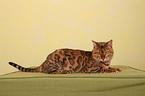 Bengal cat