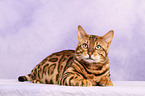 lying Bengal cat