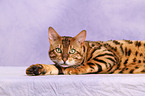 lying Bengal cat