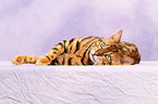 lying Bengal cat