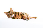 lying Bengal cat