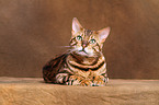 lying Bengal cat