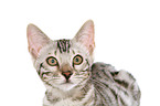 Bengal kitten Portrait