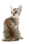 sitting Bengal kitten