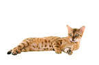 lying Bengal cat