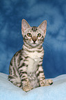 Bengal kitten