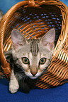 Bengal kitten