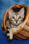 Bengal kitten