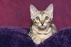 Bengal kitten